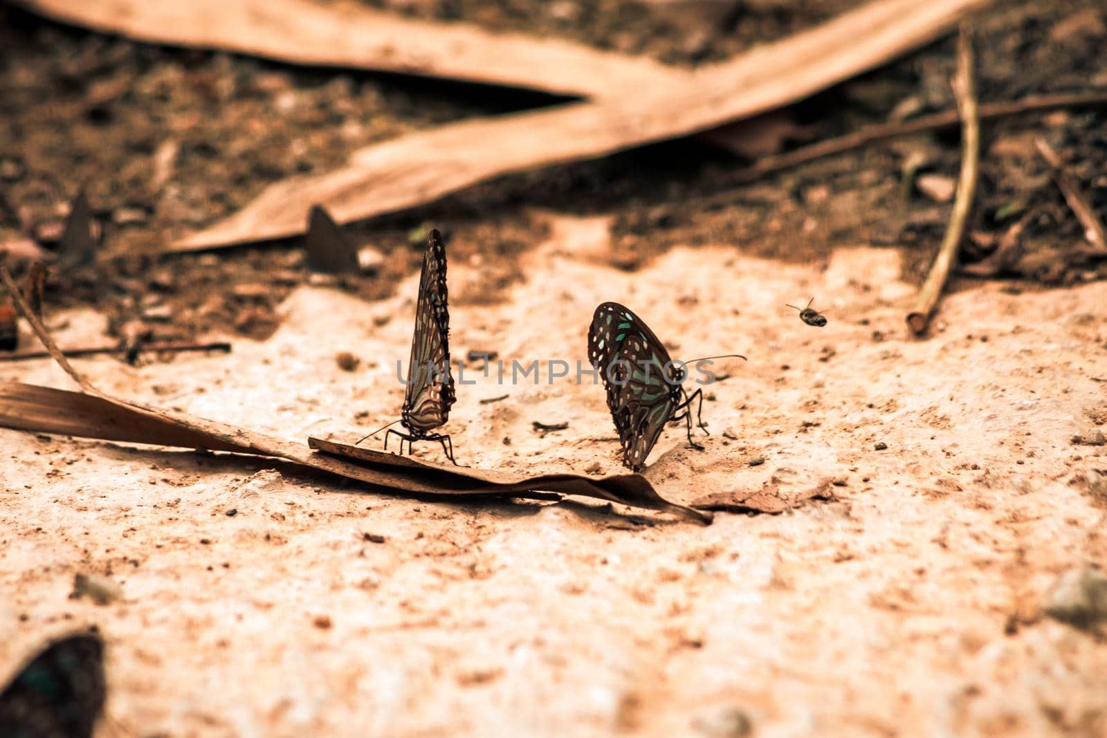 Butterflies insect flying around the salt in nature environment forest. Animal wildlife nature background.