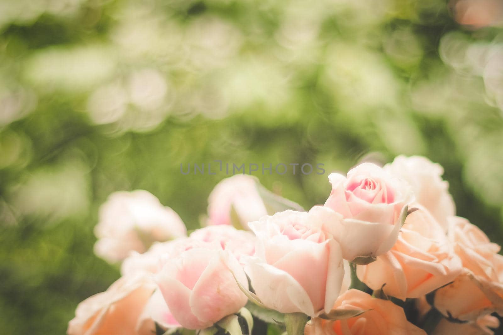 Rose blooming in summer garden. Pink roses flowers growing outdoors by Petrichor