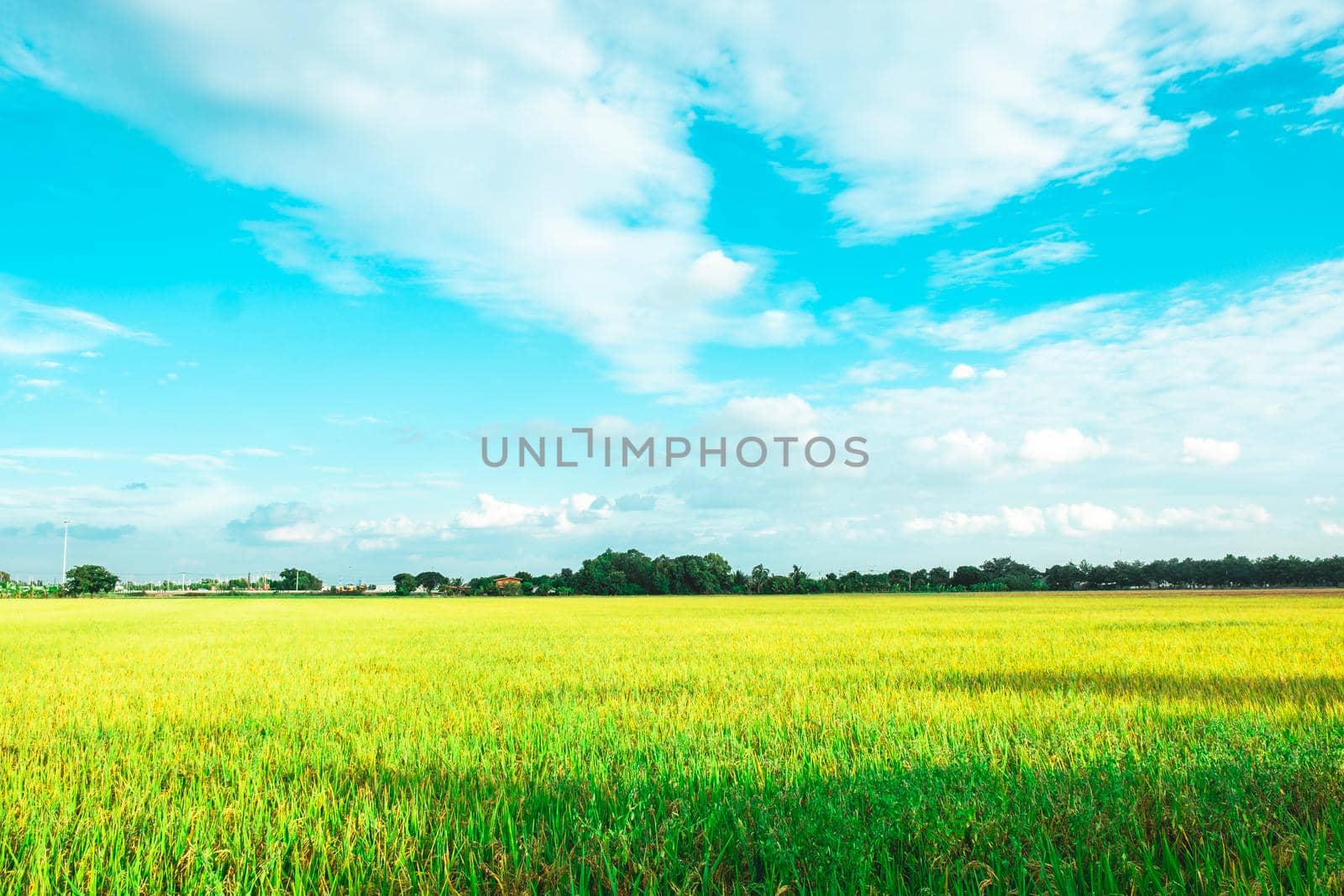 Green rice field. Environment Nature Plant Spring Summer.  Rural scene