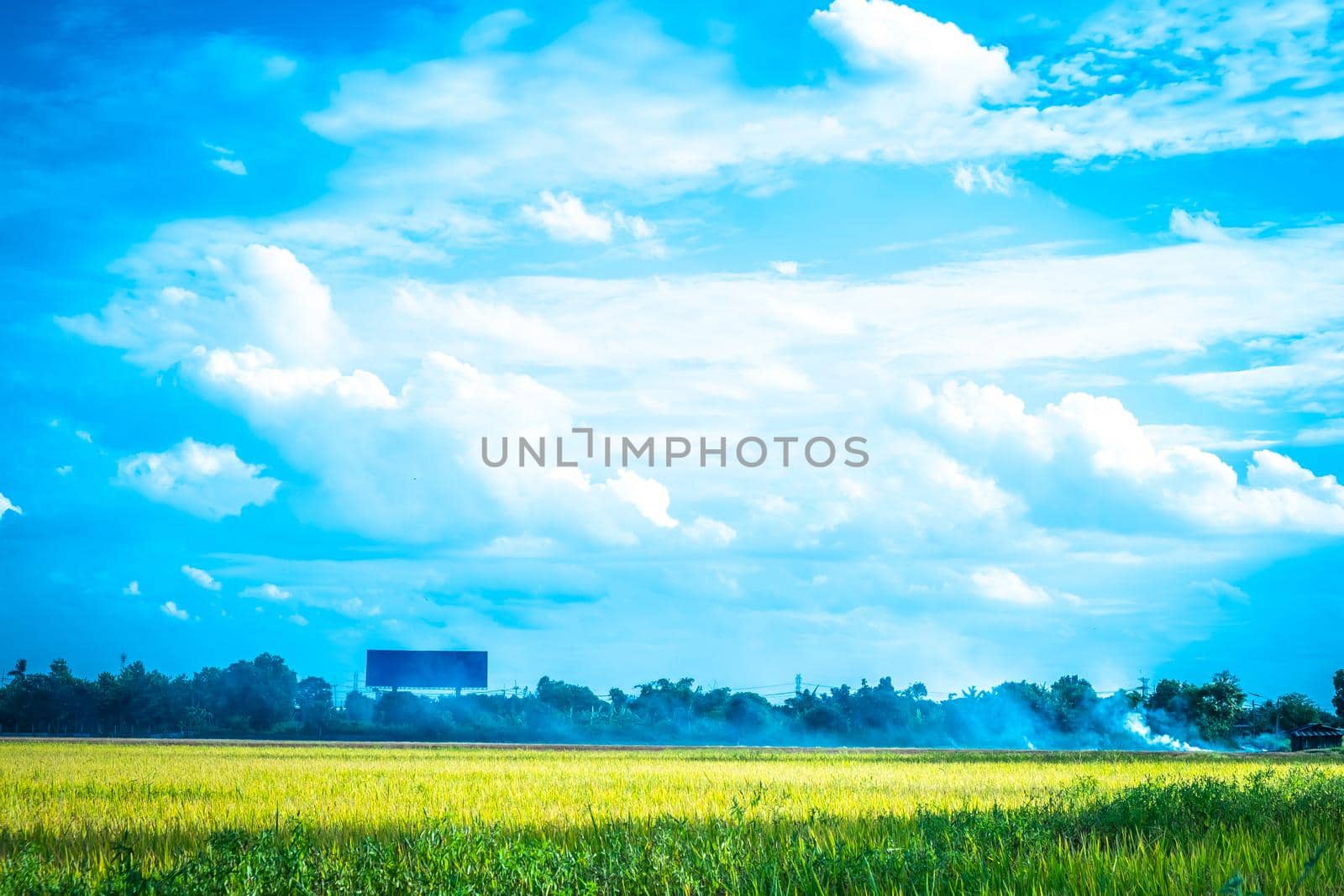 Green rice field. Environment Nature Plant Spring Summer.  Rural scene