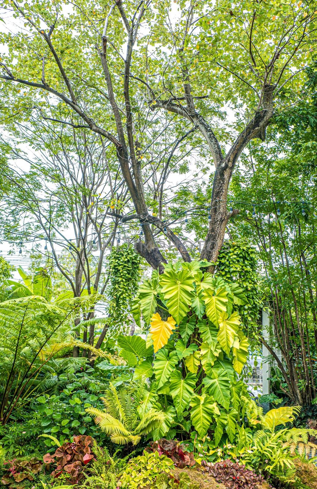 Green nature of Fern and trees in tropical garden decoration, garden nature background.