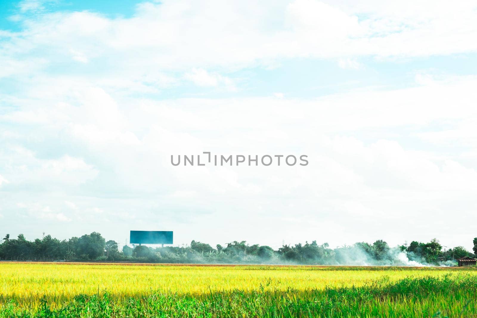 Green rice field. Environment Nature Plant Spring Summer.  Rural scene