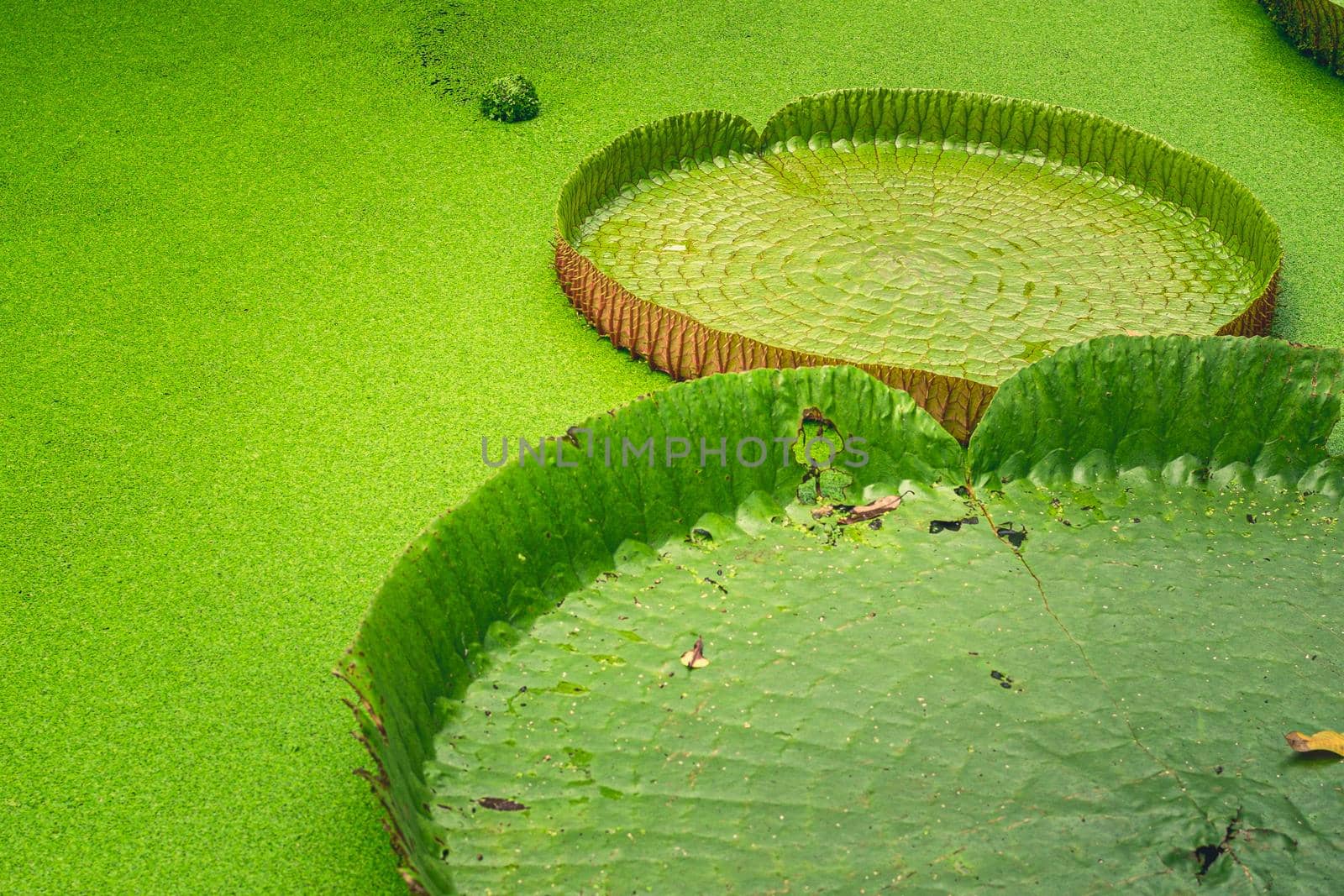 Close up nature details of Giant Amazon water lily Victoria amazonica