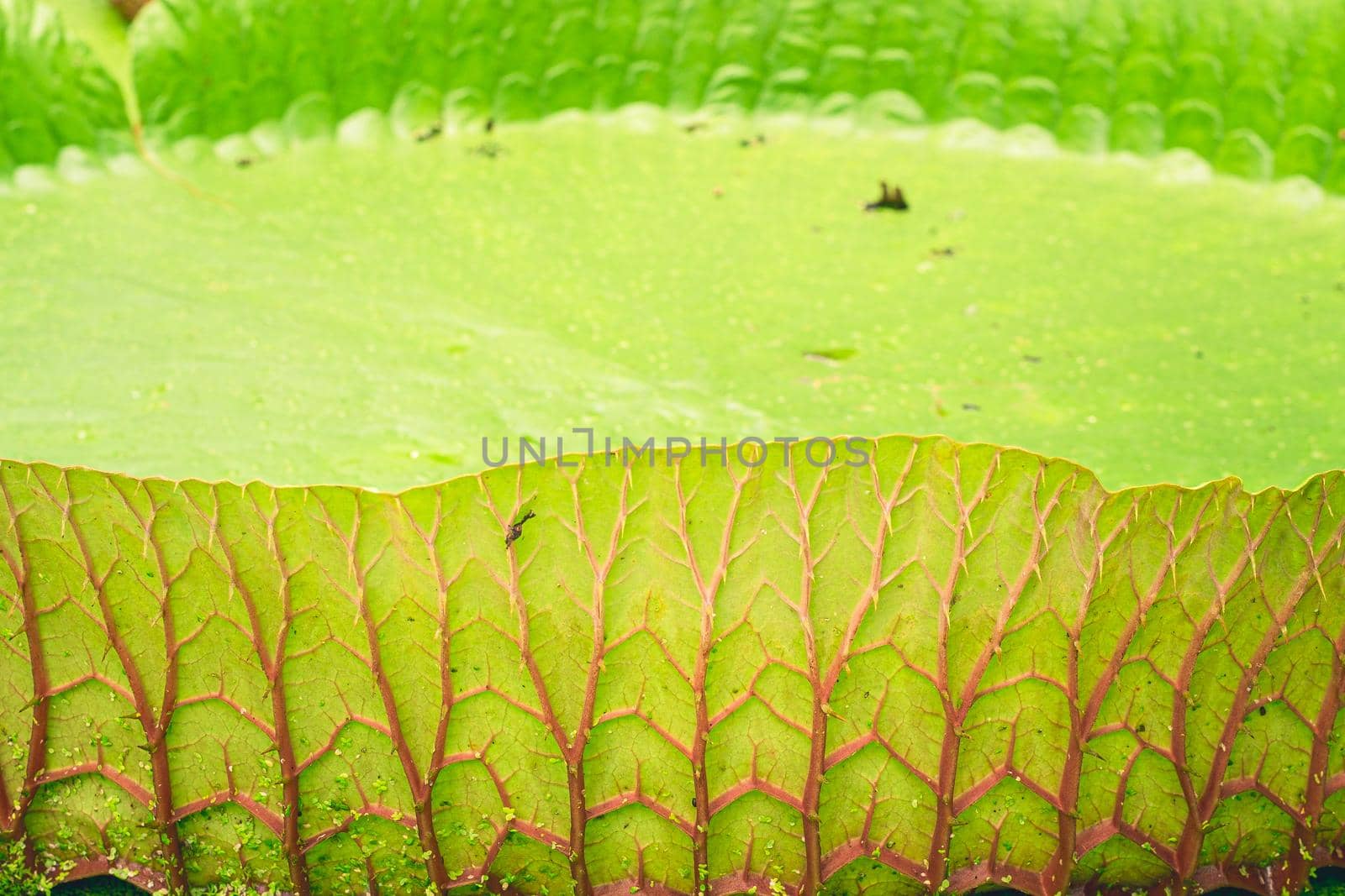 Close up nature details of Giant Amazon water lily Victoria amazonica