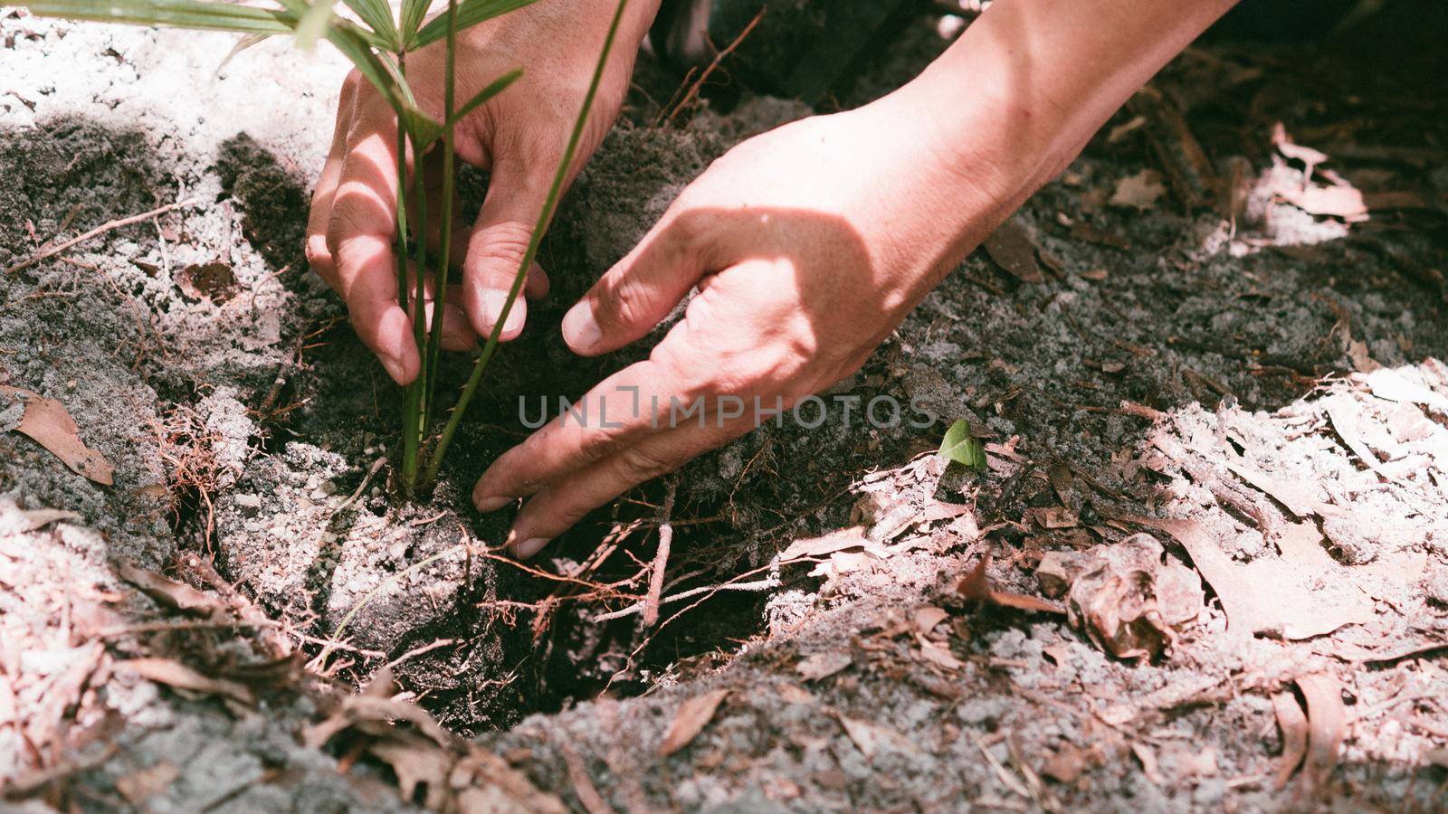 Plant in Hands. Ecology concept. Nature Background planting tree for save the world earth.