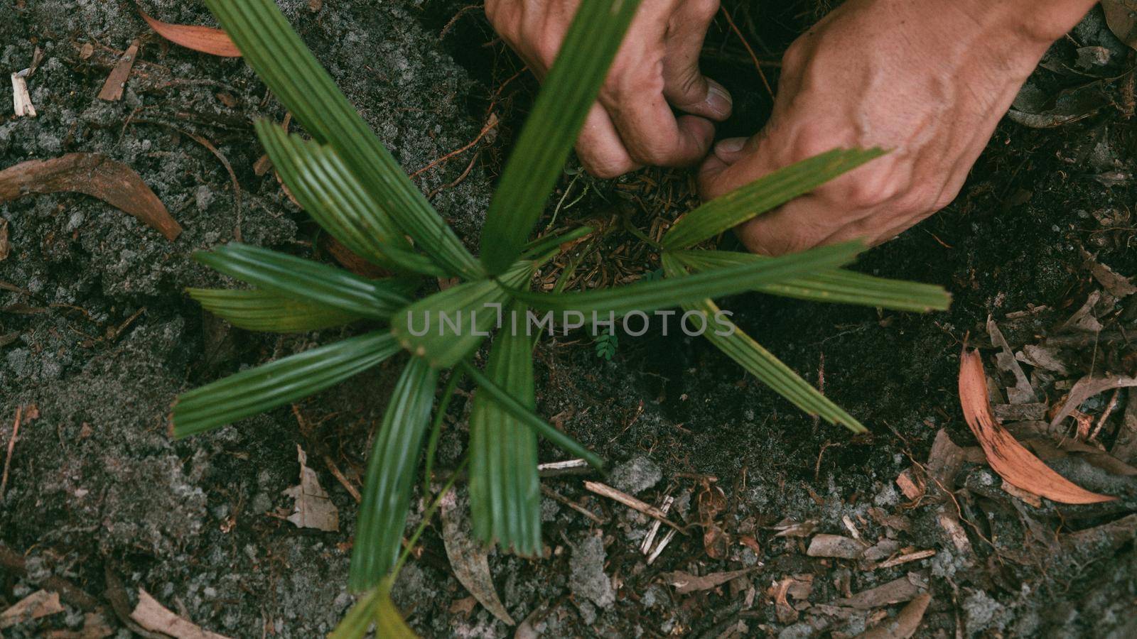 Plant in Hands. Ecology concept. Nature Background planting tree for save the world earth.