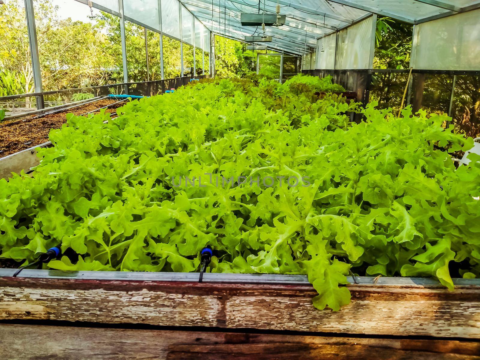 Hydroponic greenhouse Lettuce agriculture farm. rows of young  plants growing