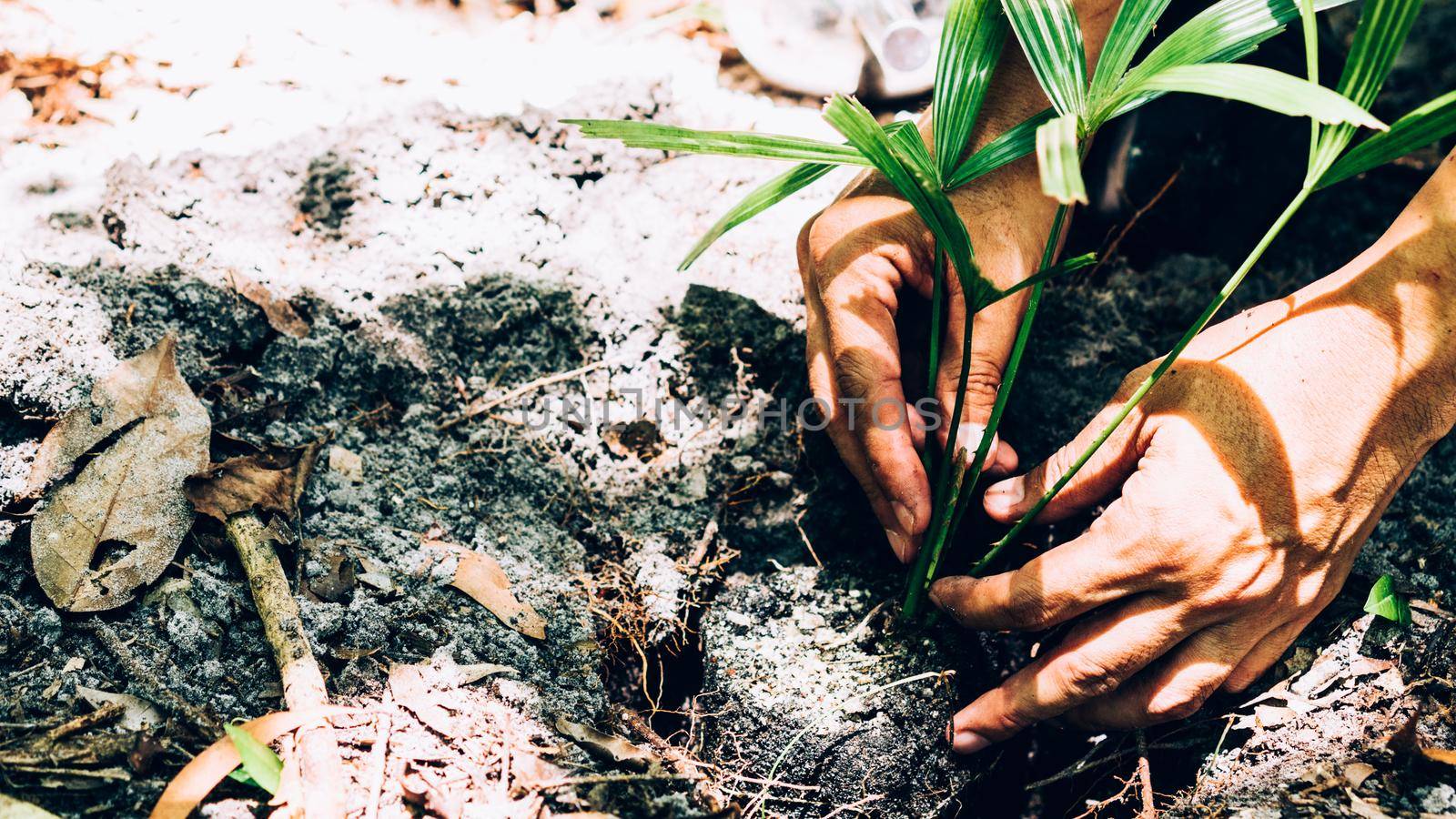 Plant in Hands. Ecology concept. Nature Background planting tree for save the world earth.