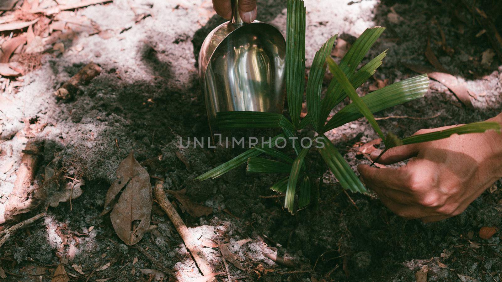 Plant in Hands. Ecology concept. Nature Background planting tree for save the world earth.