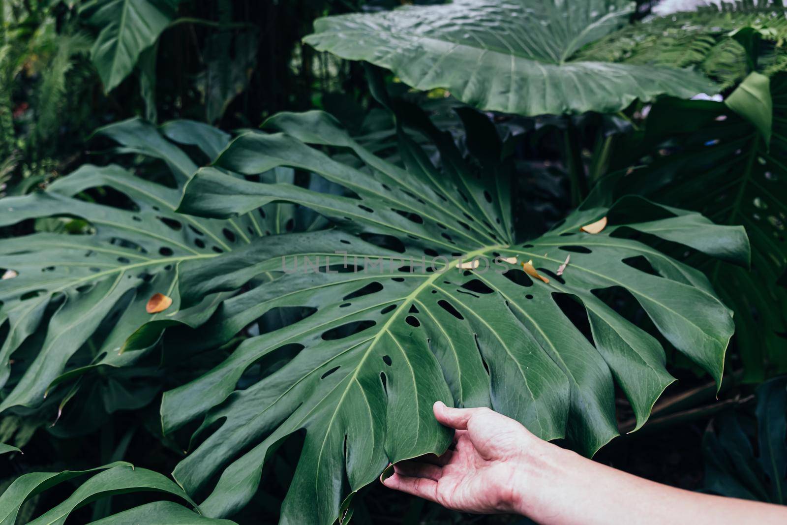 hand hold giant Monstera leaf tropical forest garden nature background.