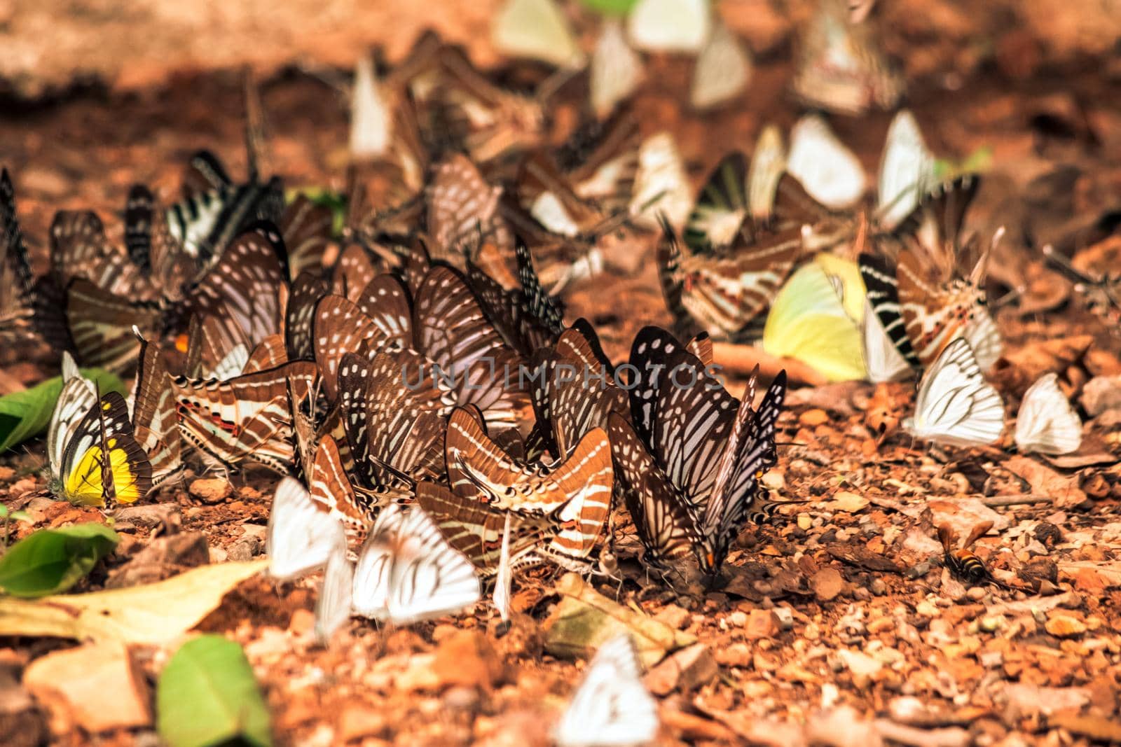 Butterflies insect flying around the salt in nature environment forest. Animal wildlife nature background.
