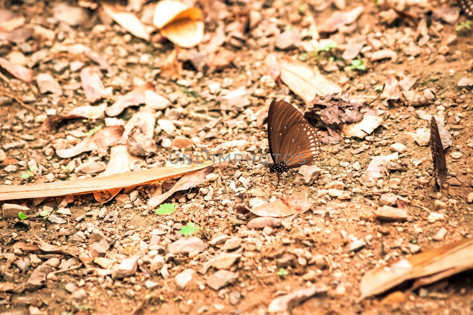 Butterflies insect flying around the salt in nature environment forest. Animal wildlife nature background.