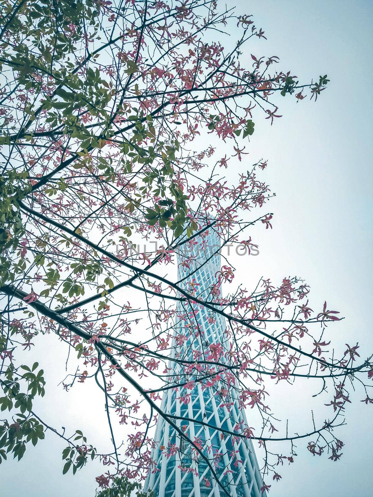 Architecture landmark Canton Tower is located at an intersection of Guangzhou New City Central Axis and Pearl River