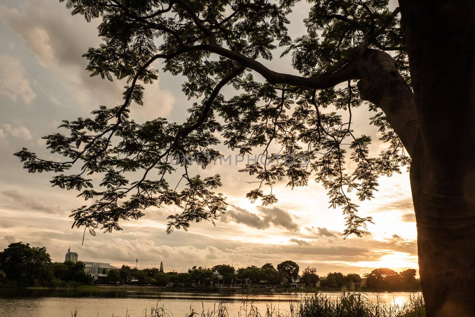 tree silhouette at sunset next nature river lake nature background by Petrichor