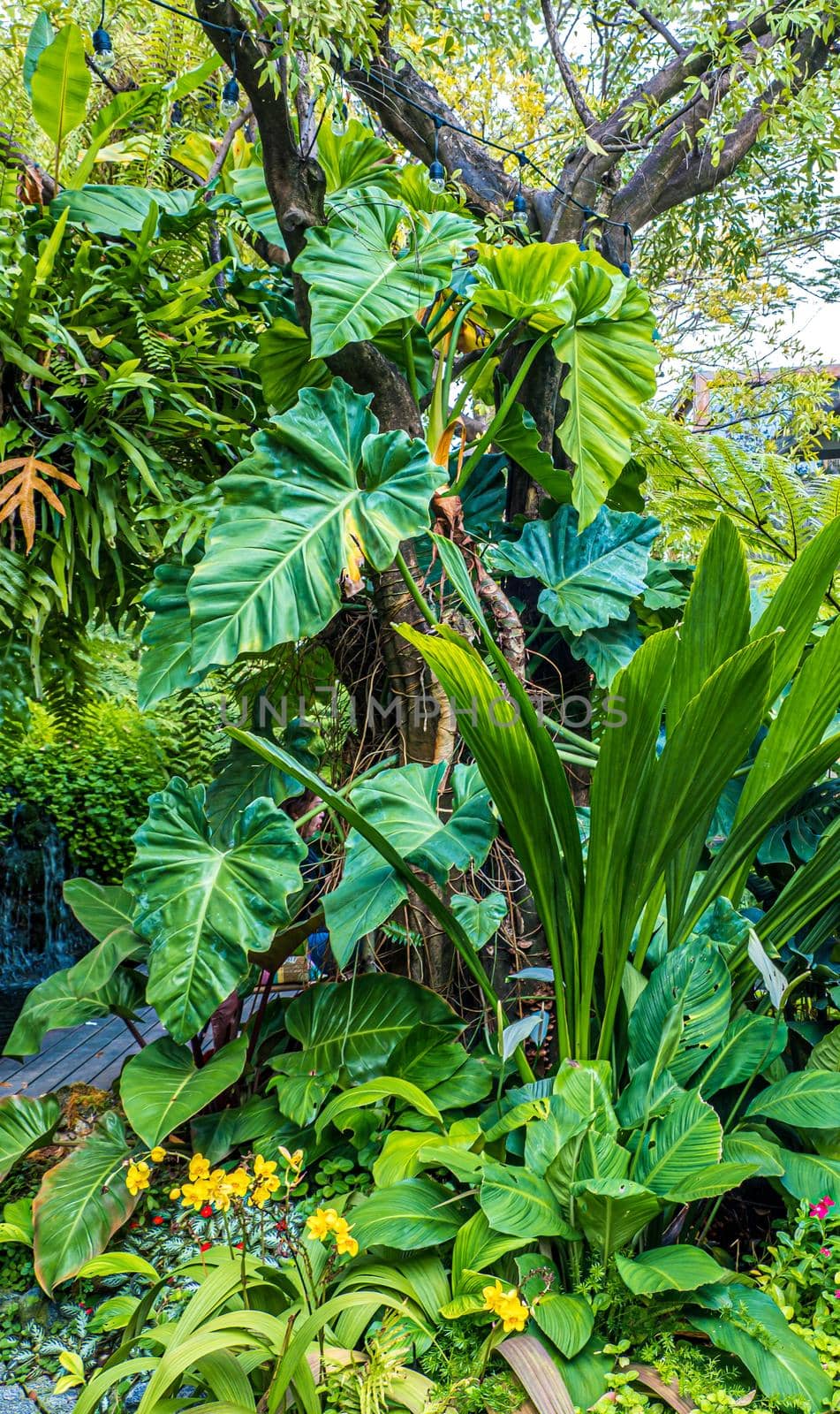 Green nature of Fern and trees in tropical garden nature background.