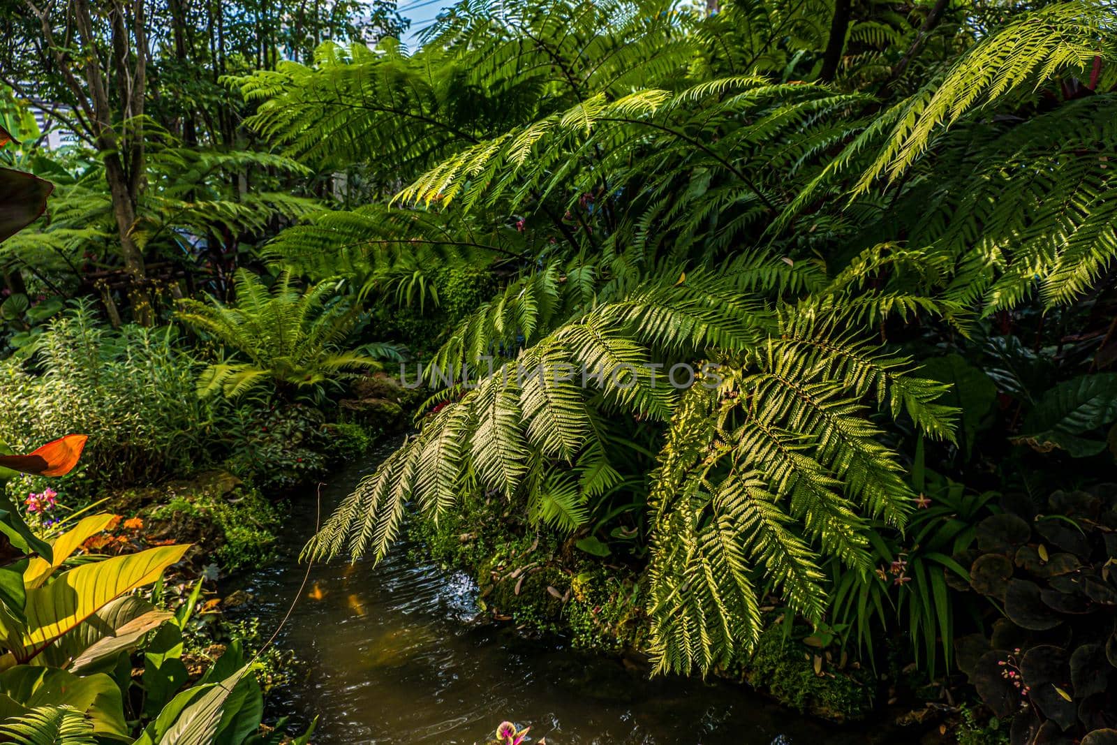 Green nature of Fern and trees in tropical garden nature background.