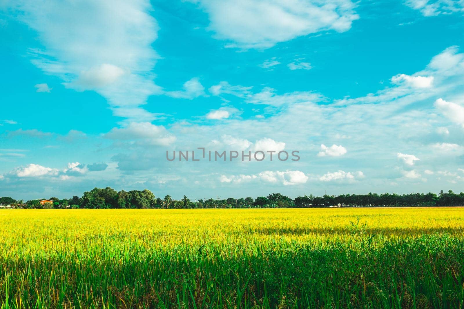 Green rice field. Environment Nature Plant Spring Summer.  Rural scene