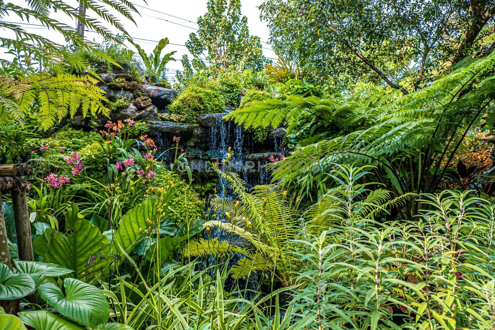 waterfall with Green nature of Fern and trees in tropical garden nature background environment.