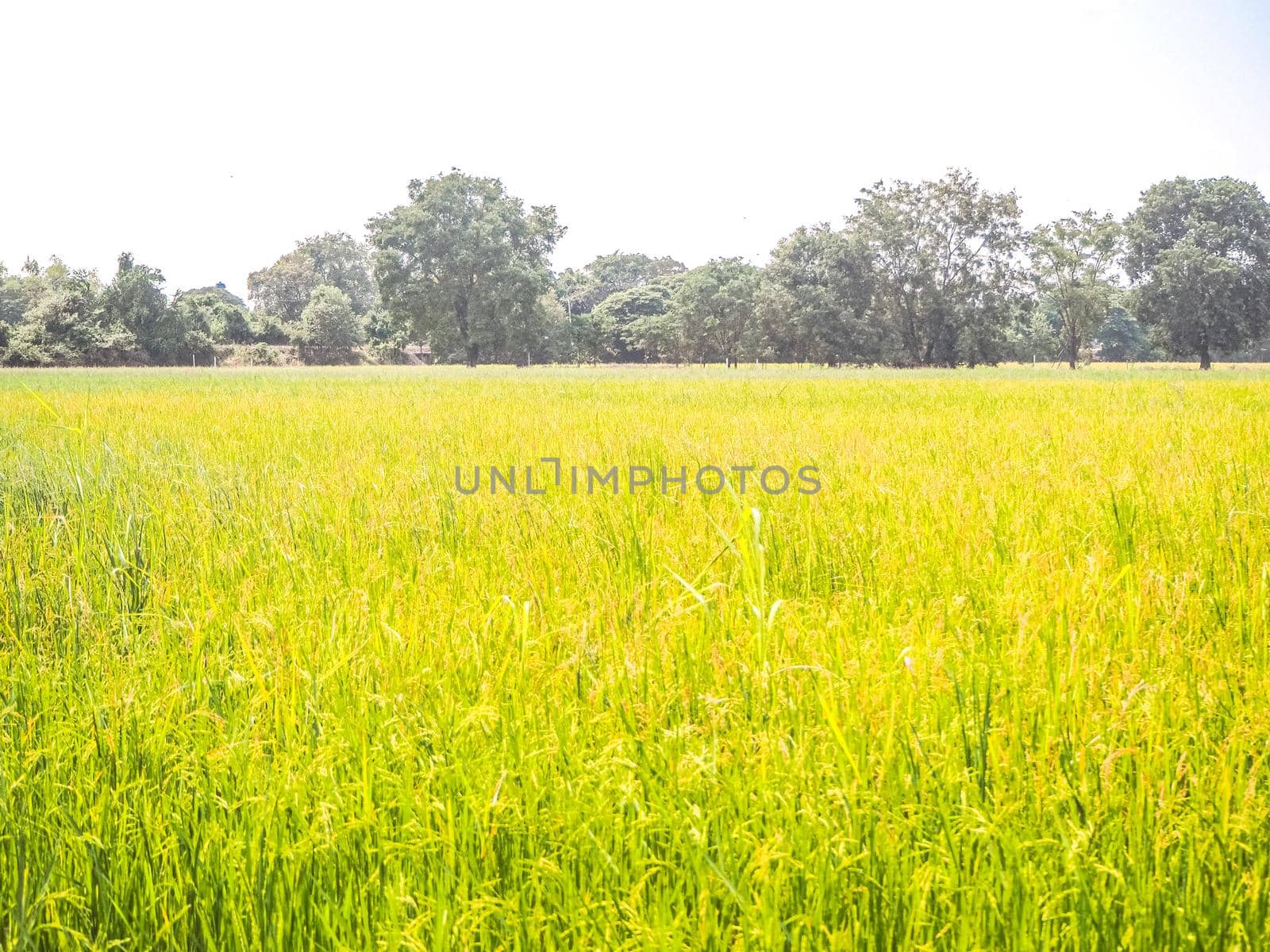 Green rice field. Environment Nature Plant Spring Summer.  Rural scene