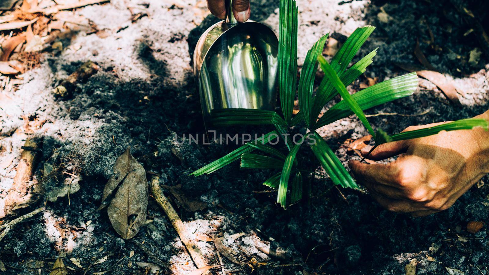 Plant in Hands. Ecology concept. Nature Background planting tree for save the world earth.