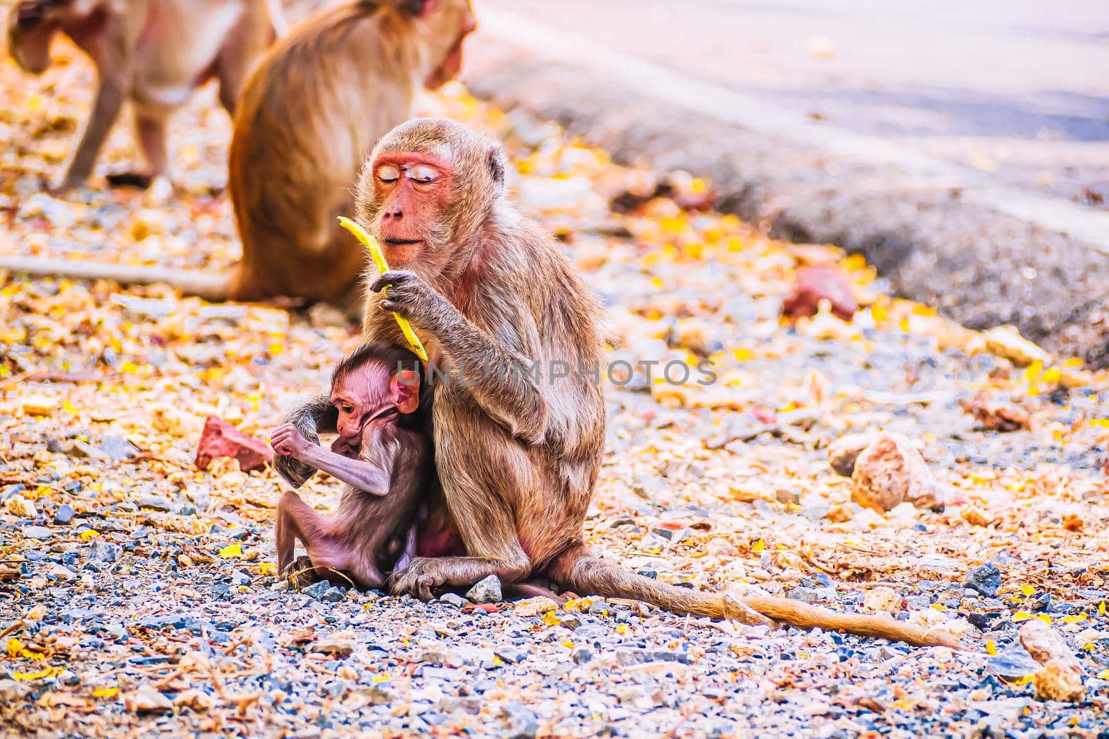 Monkey family and mother and baby animal wildlife in nature