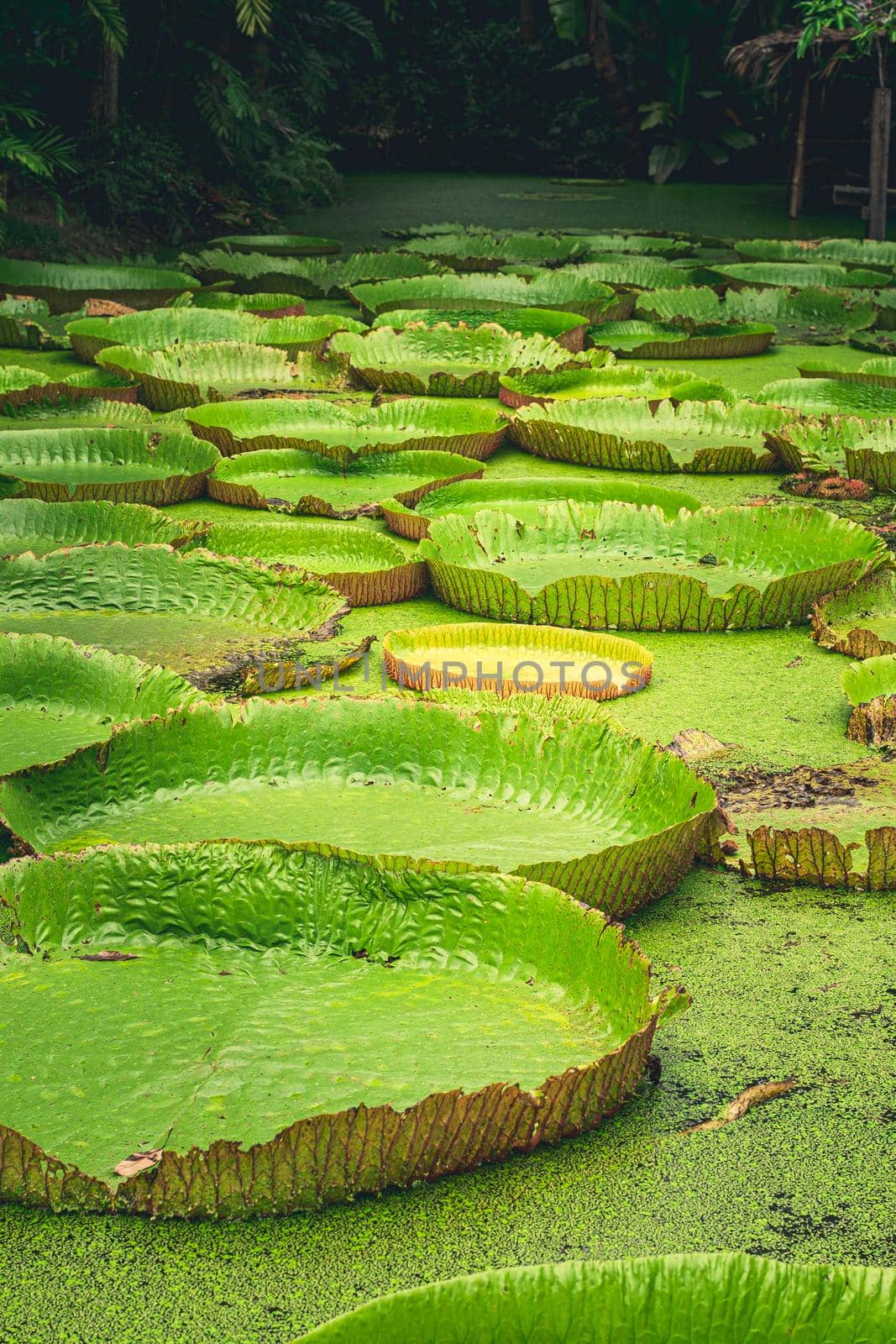 Giant Amazon water lily Victoria amazonica in nature pond landscape background.