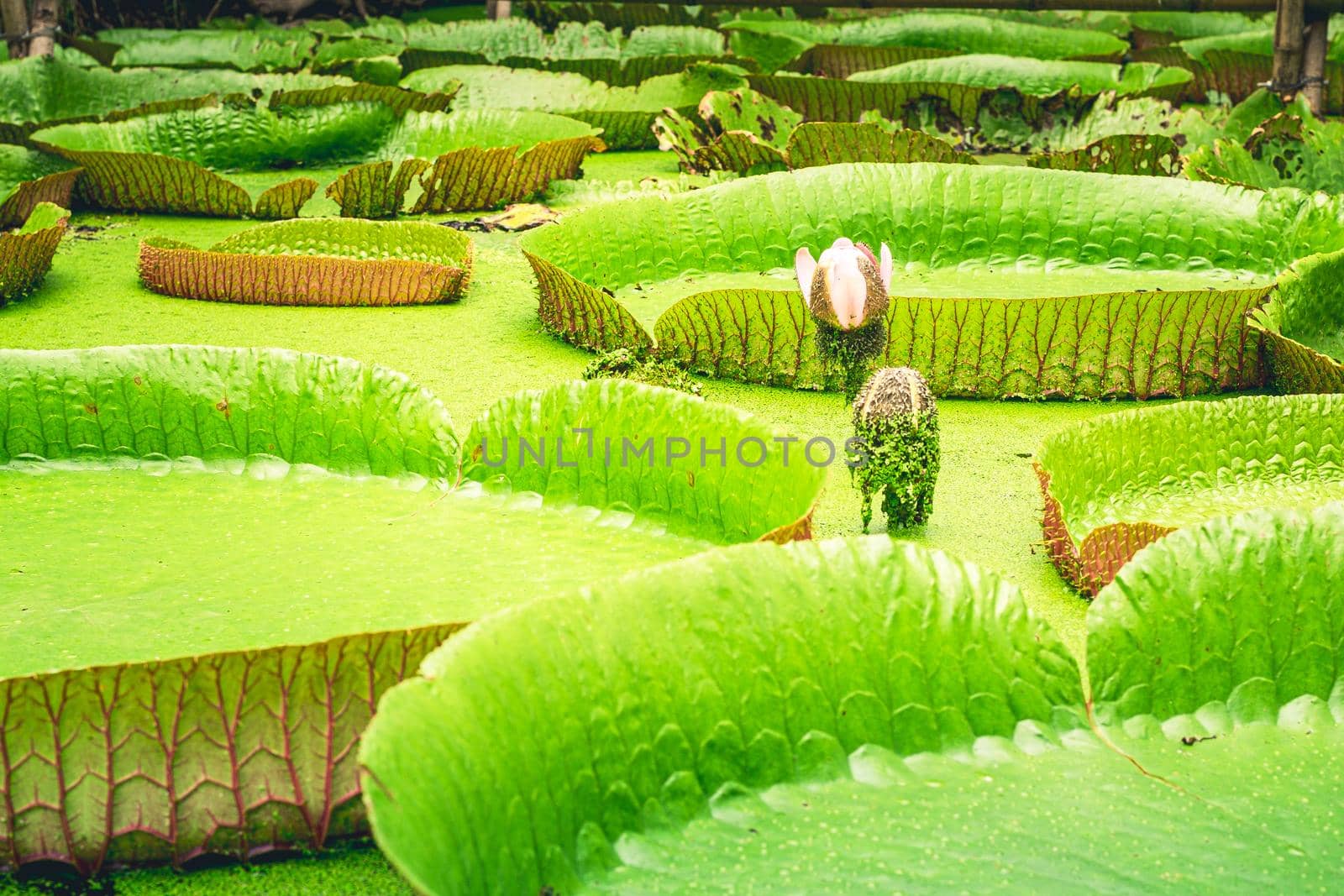 Close up nature details of Giant Amazon water lily Victoria amazonica