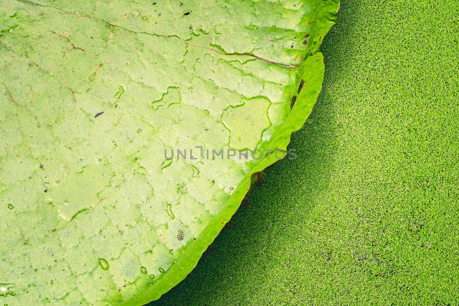 Close up nature details of Giant Amazon water lily Victoria amazonica