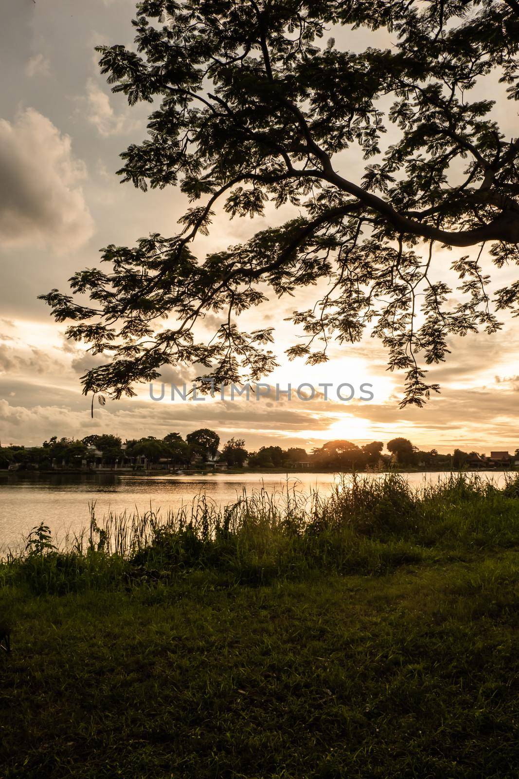 tree silhouette at sunset sky next nature river lake landscape nature background. by Petrichor