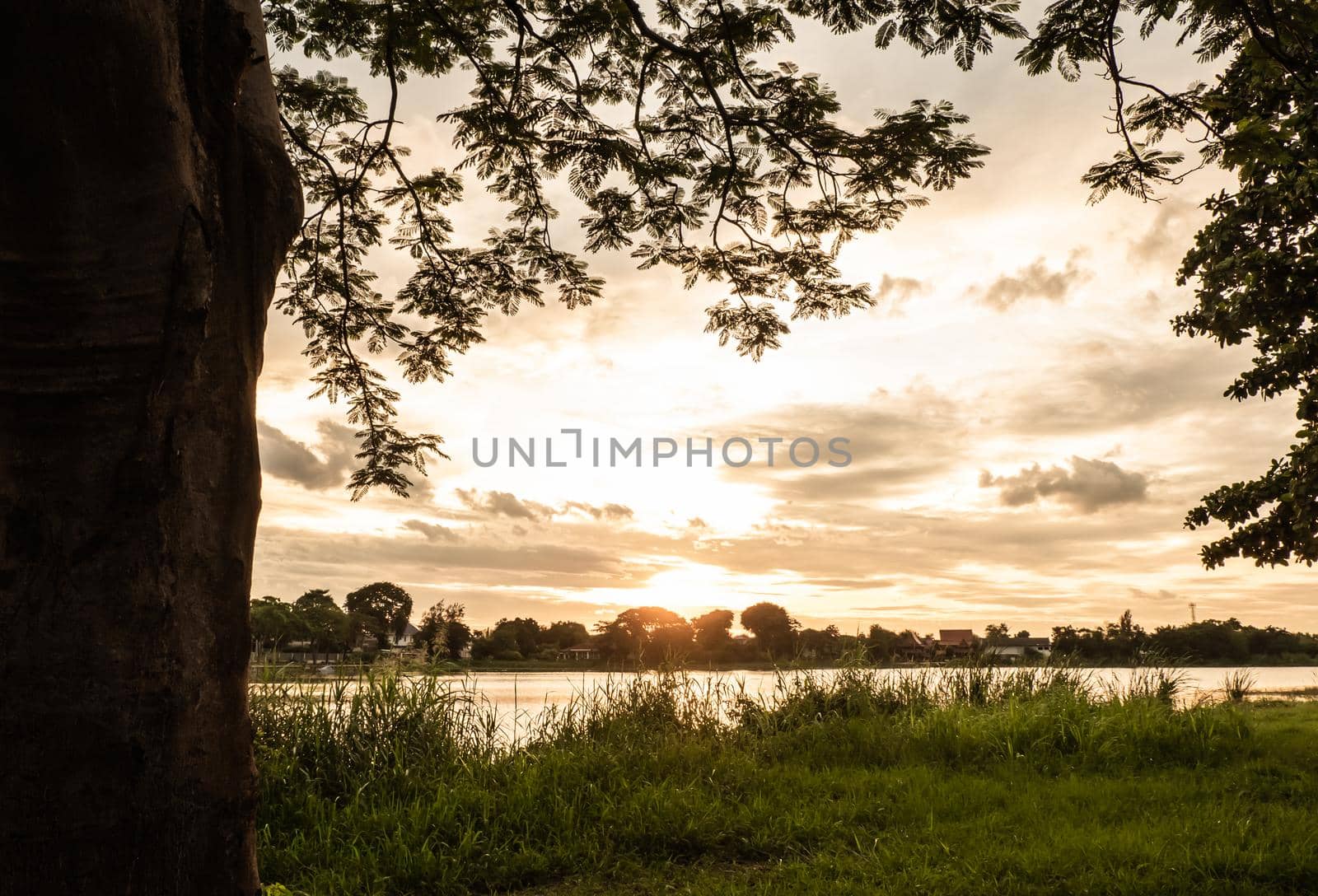 tree silhouette at sunset next nature river lake nature background by Petrichor