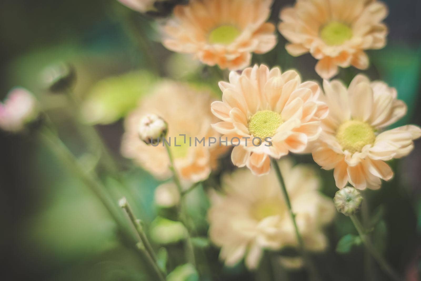 yellow daisy flower blooming in summer garden. flowers growing outdoors by Petrichor