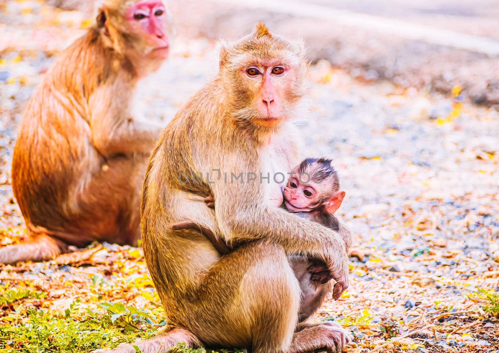 Monkey family and mother and baby animal wildlife in nature