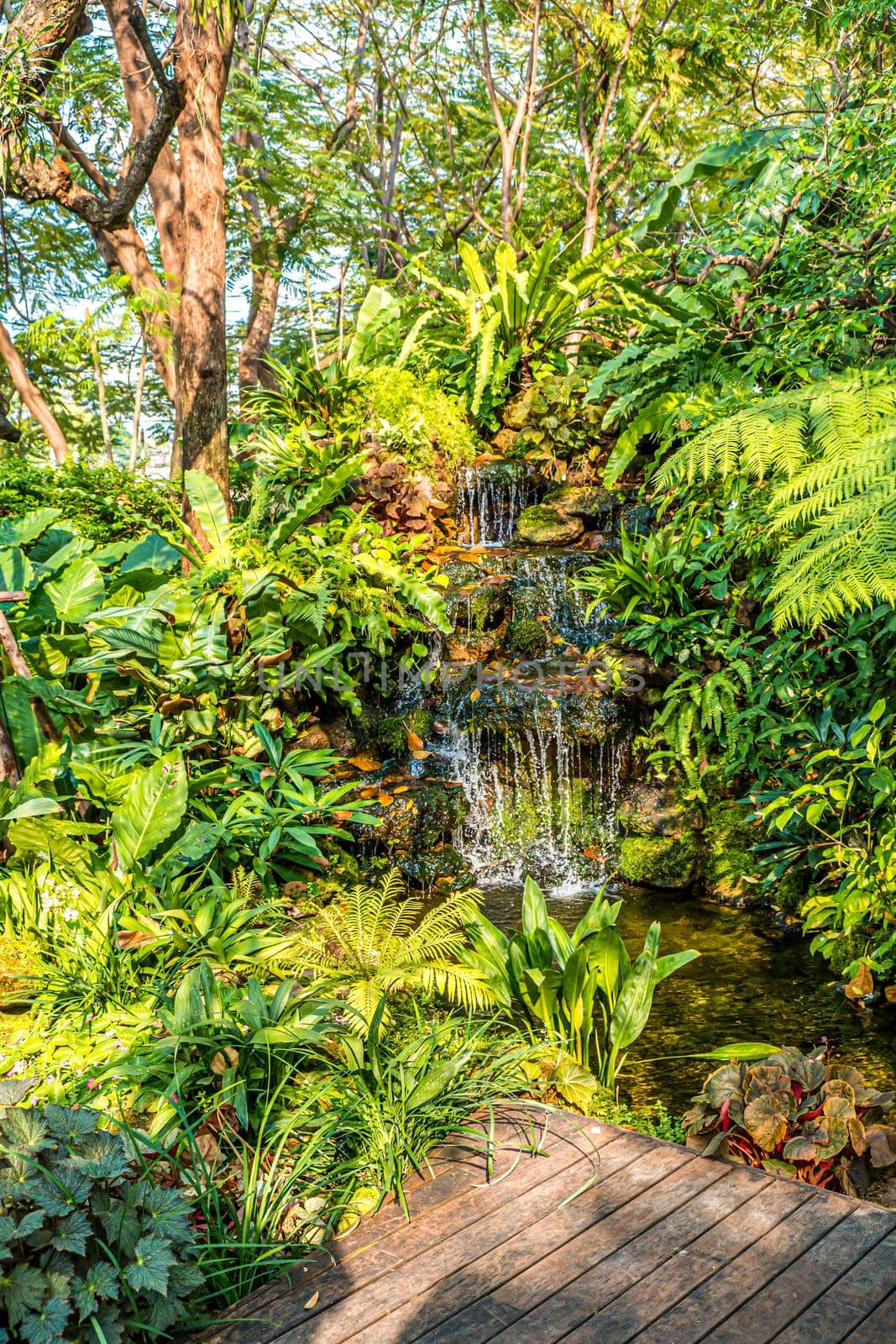 waterfall with Green nature of Fern and trees in tropical garden nature background environment. by Petrichor