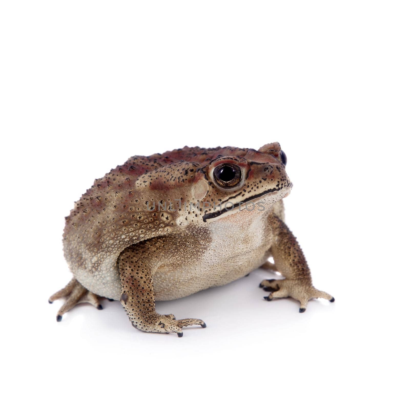 Asian common toad, Duttaphrynus melanostictus, isolated on white background