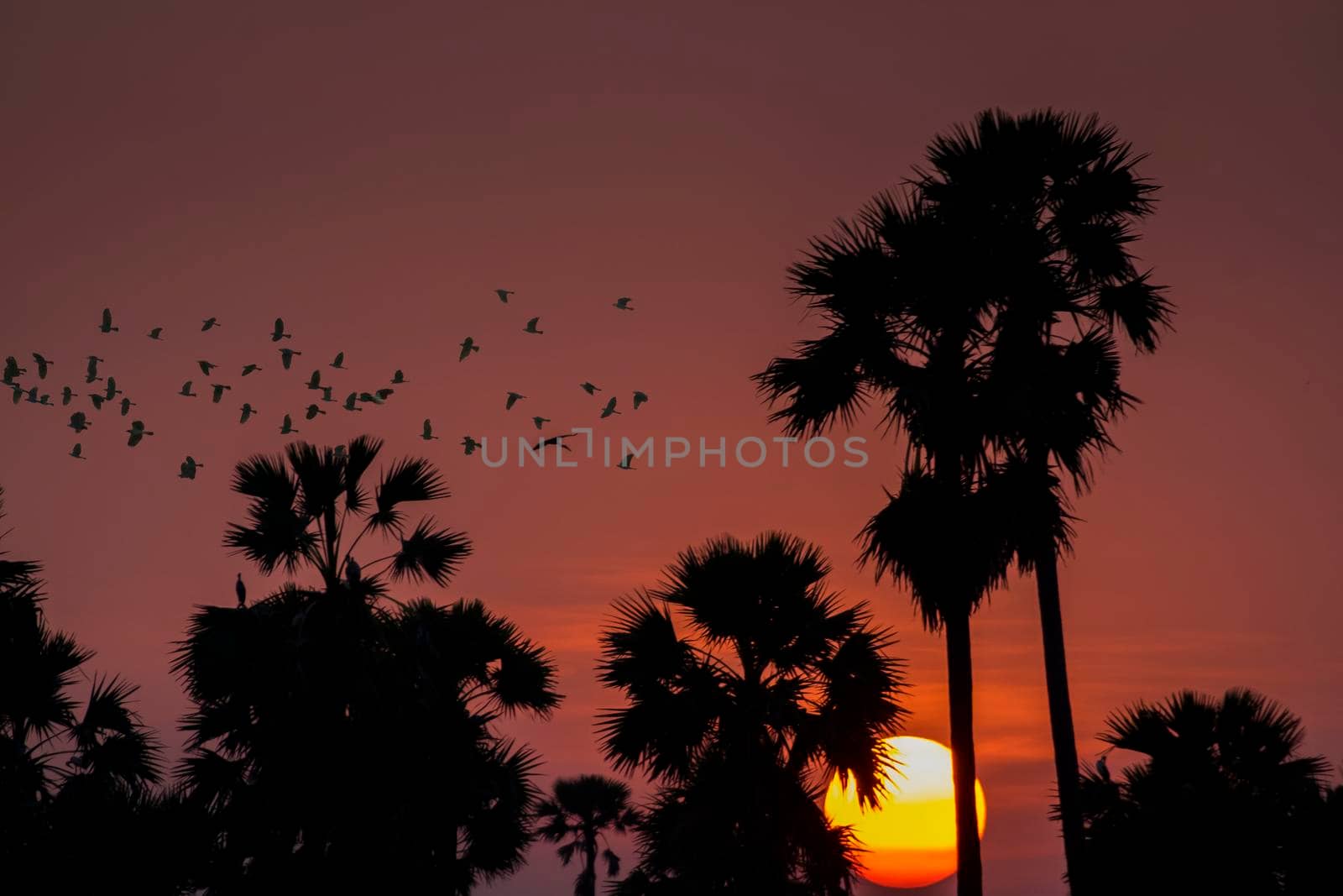 Palm trees silhouette at sunset. Orange sky tropic sunset view to palm trees forest silhouettes
