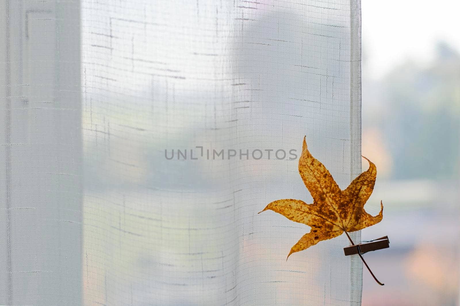 Yellow leaf on background of an autumn view from the window, warm look out the window for autumn, place for text