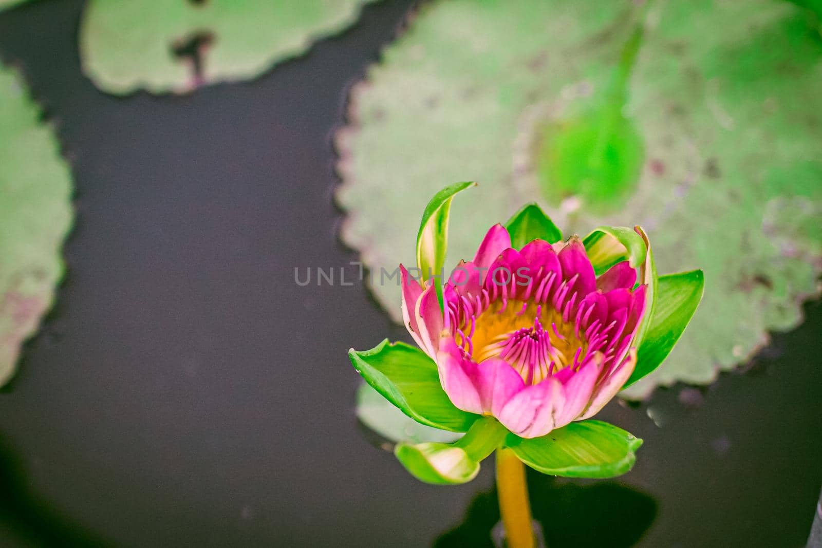 Pink lotus blossoms or water lily flowers blooming on pond. Summer Buddha worship decoration Background