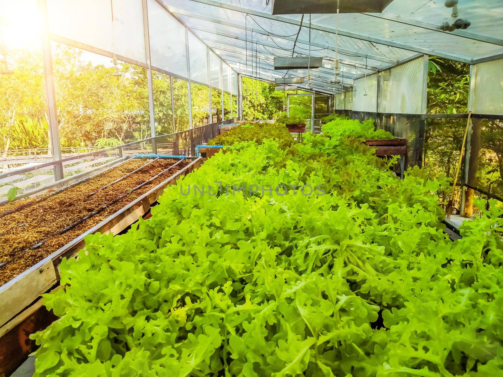 Hydroponic greenhouse Lettuce agriculture farm. rows of young  plants growing