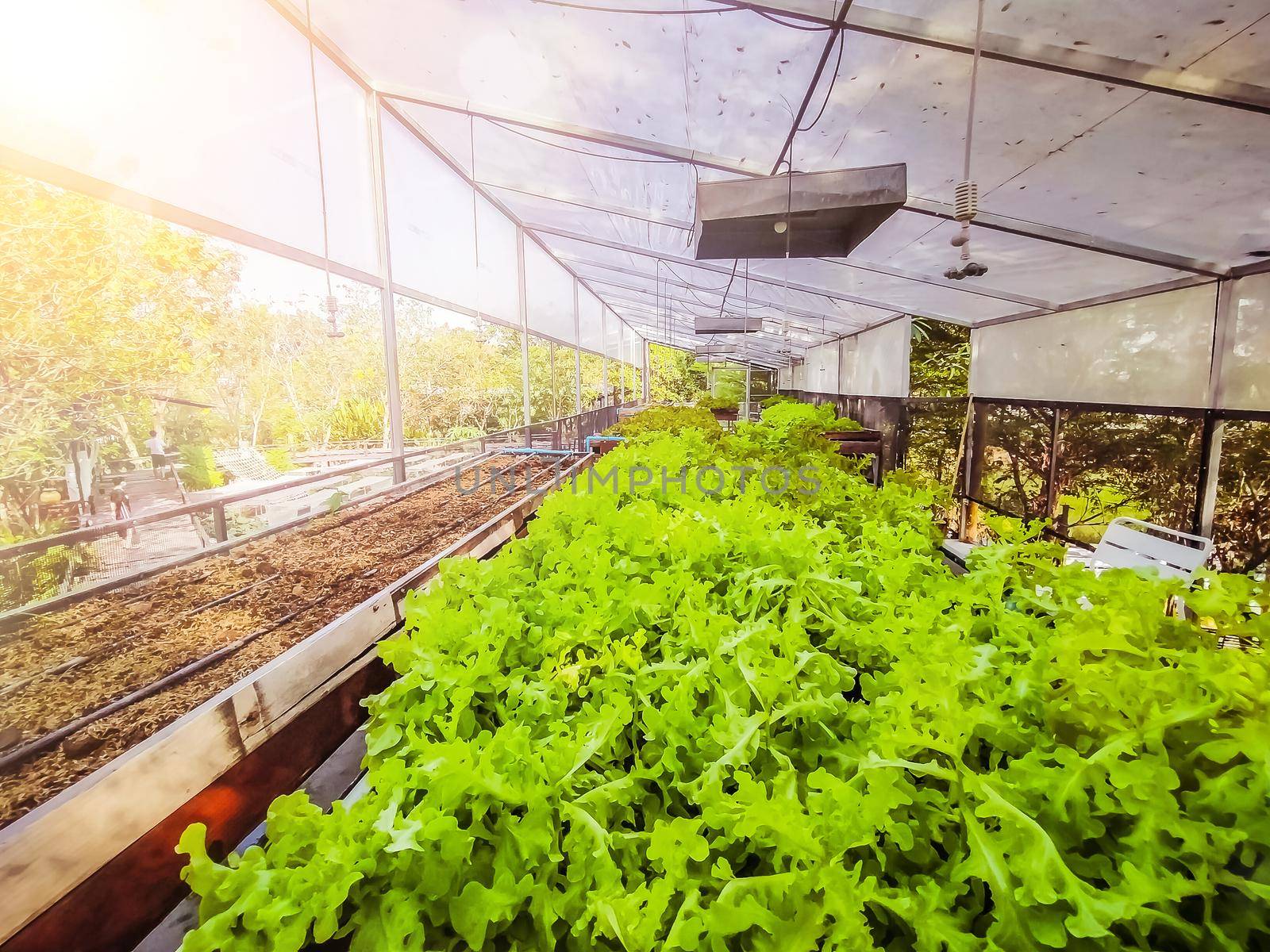 Hydroponic greenhouse Lettuce agriculture farm. rows of young  plants growing