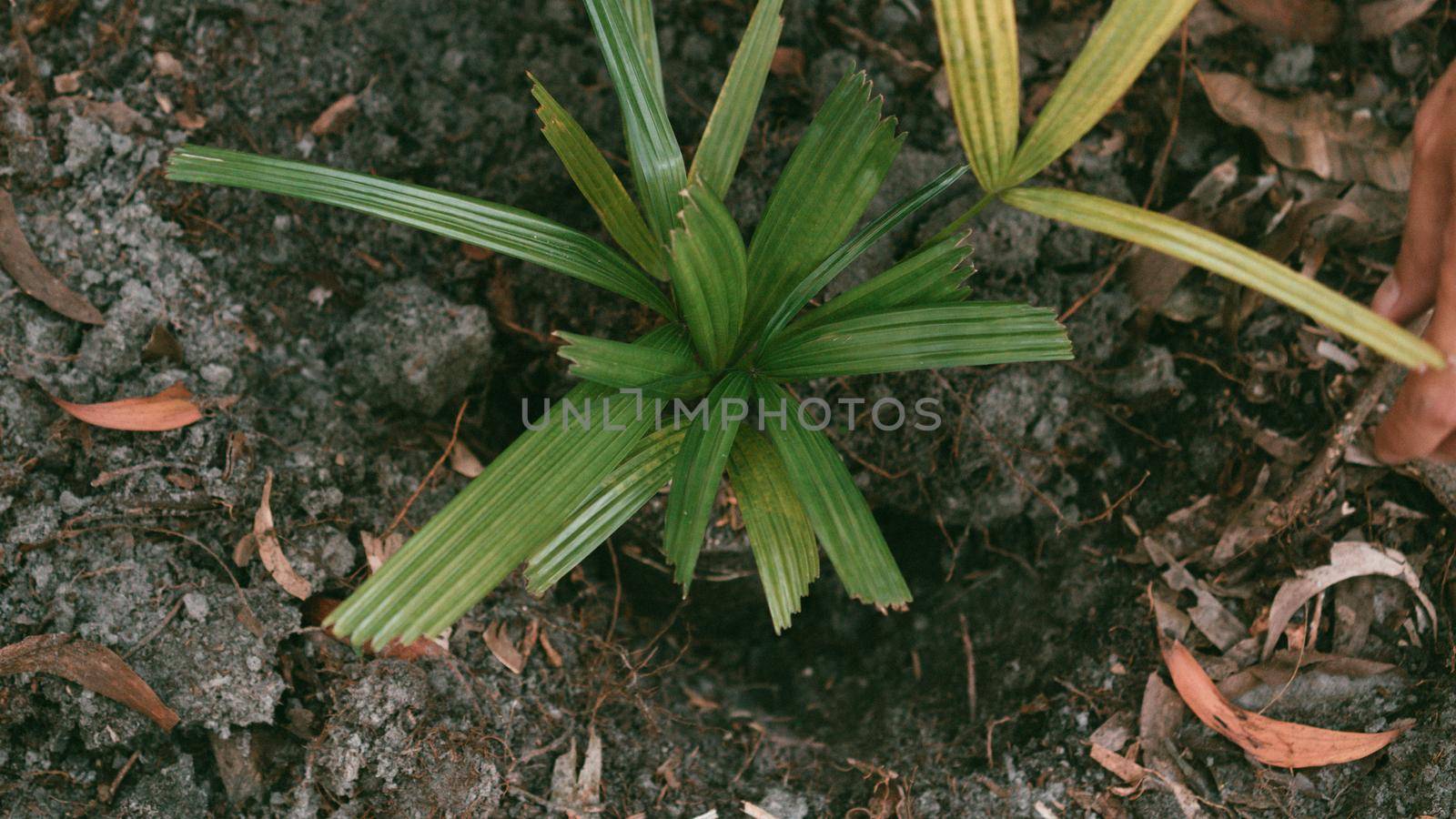 Plant in Hands. Ecology concept. Nature Background planting tree for save the world earth.