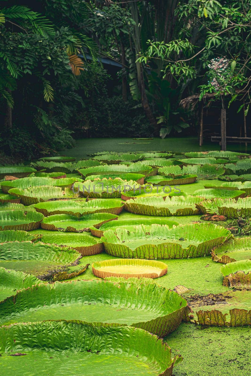 Giant Amazon water lily Victoria amazonica in nature pond landscape background.