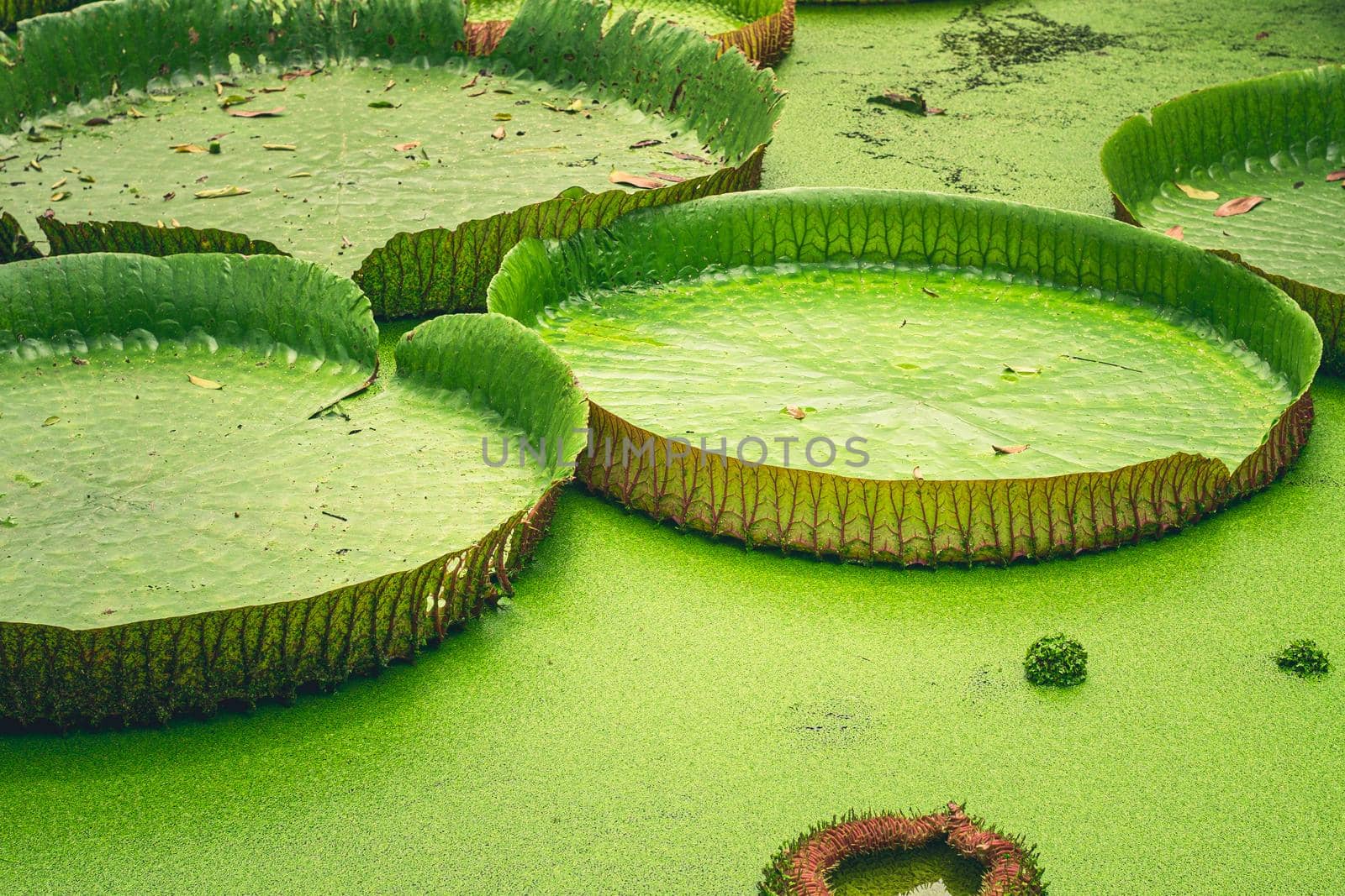 Close up nature details of Giant Amazon water lily Victoria amazonica
