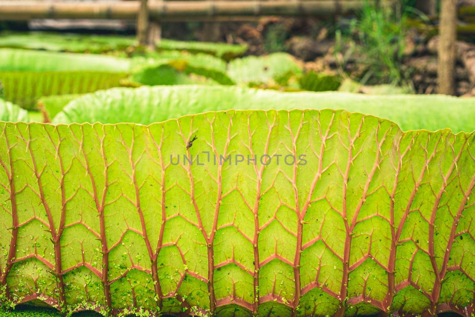 Close up nature details of Giant Amazon water lily Victoria amazonica