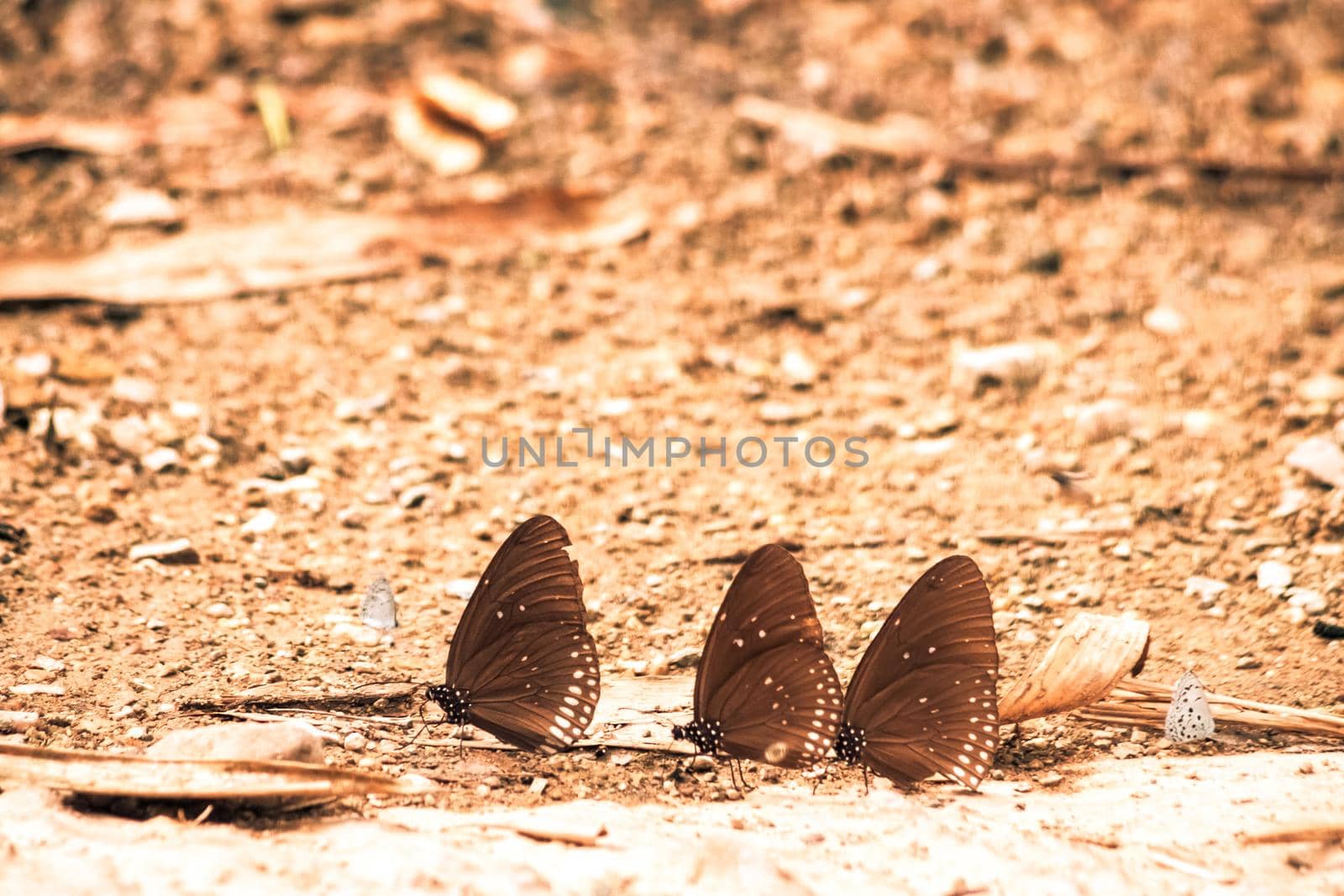 Butterflies insect flying around the salt in nature environment forest. Animal wildlife nature background.