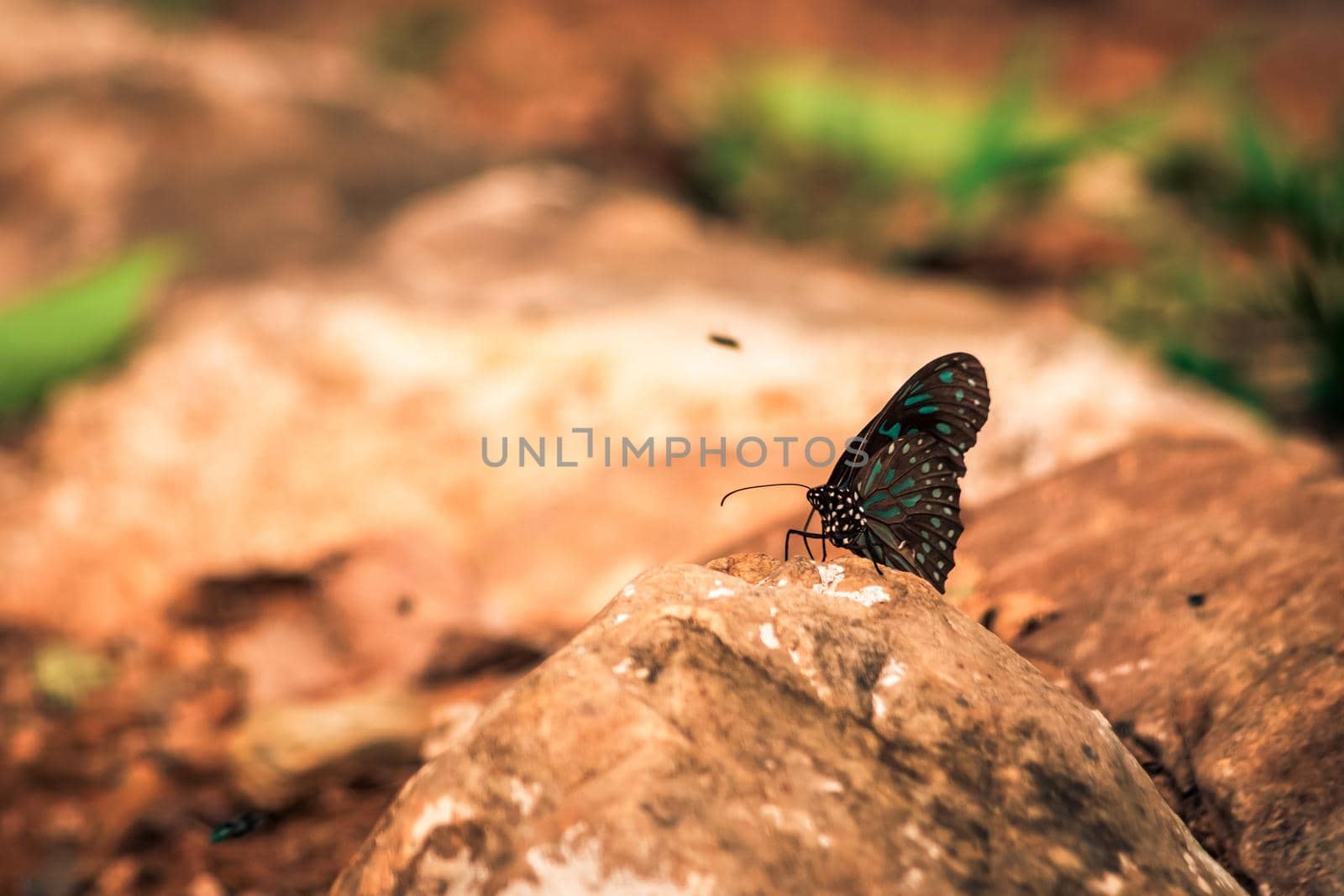 Butterflies insect flying around the salt in nature environment forest. Animal wildlife nature background.