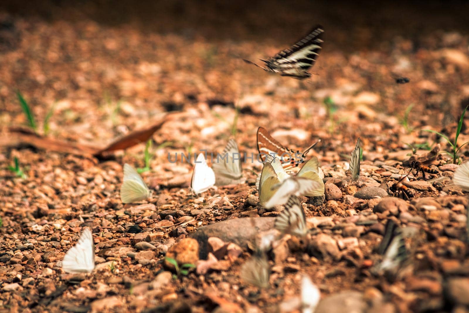 Butterflies insect flying around the salt in nature environment forest. Animal wildlife nature background.