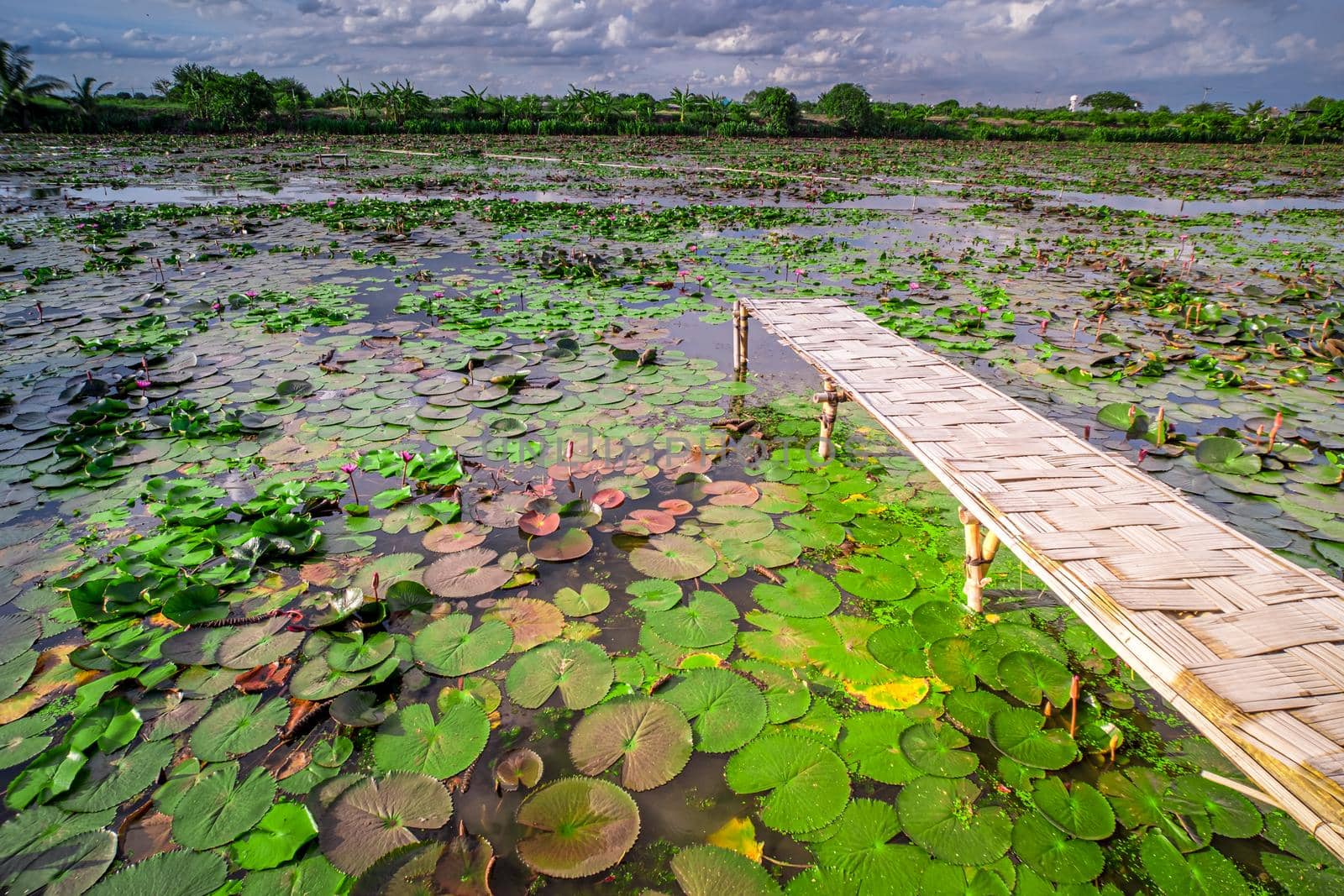 bamboo wooden jetty footbridge in lotus lake landscape nature background