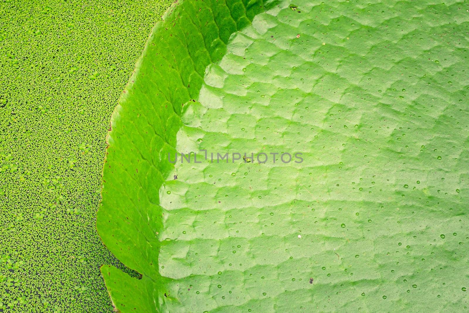 Close up nature details of Giant Amazon water lily Victoria amazonica