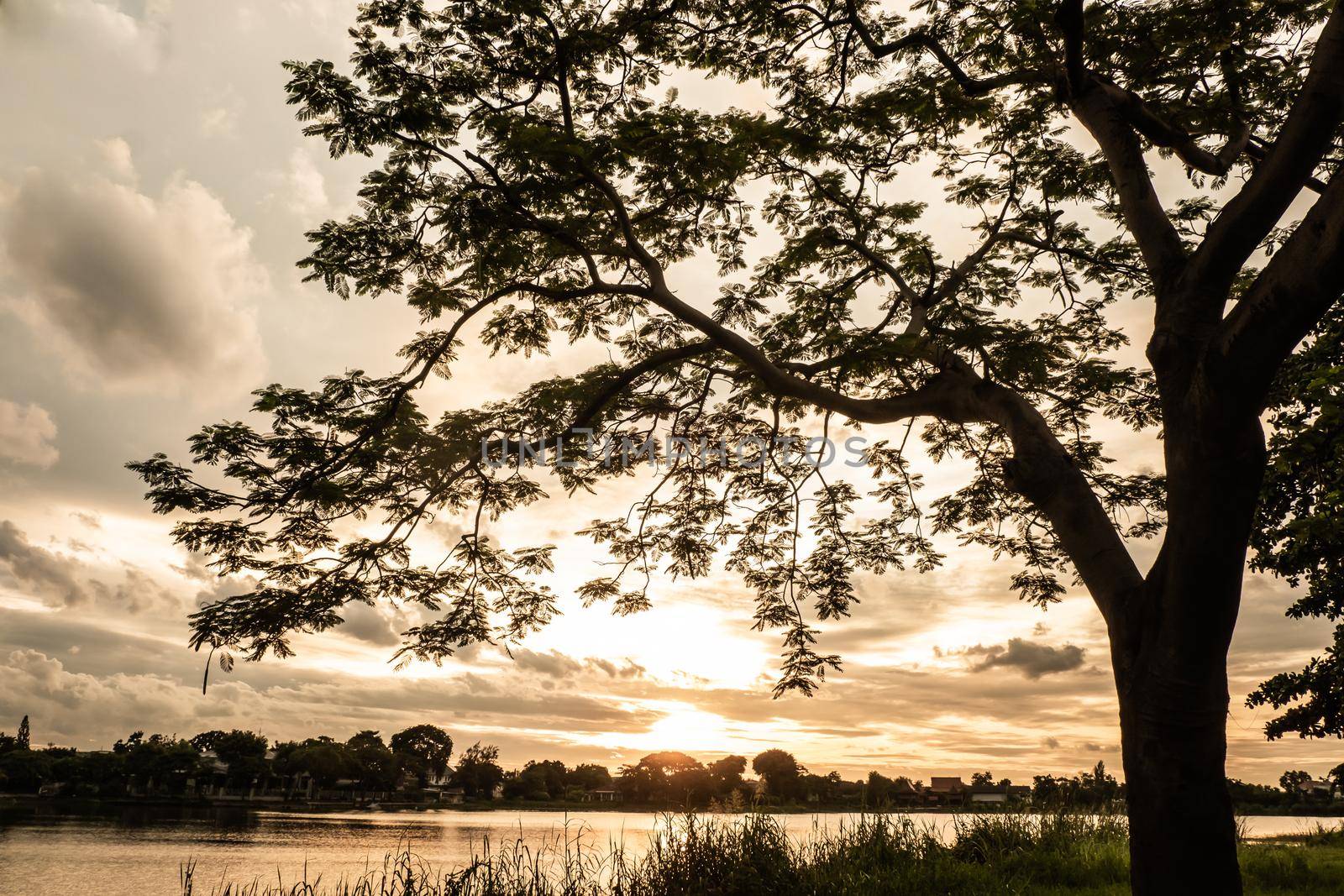 tree silhouette at sunset sky next nature river lake landscape nature background. by Petrichor