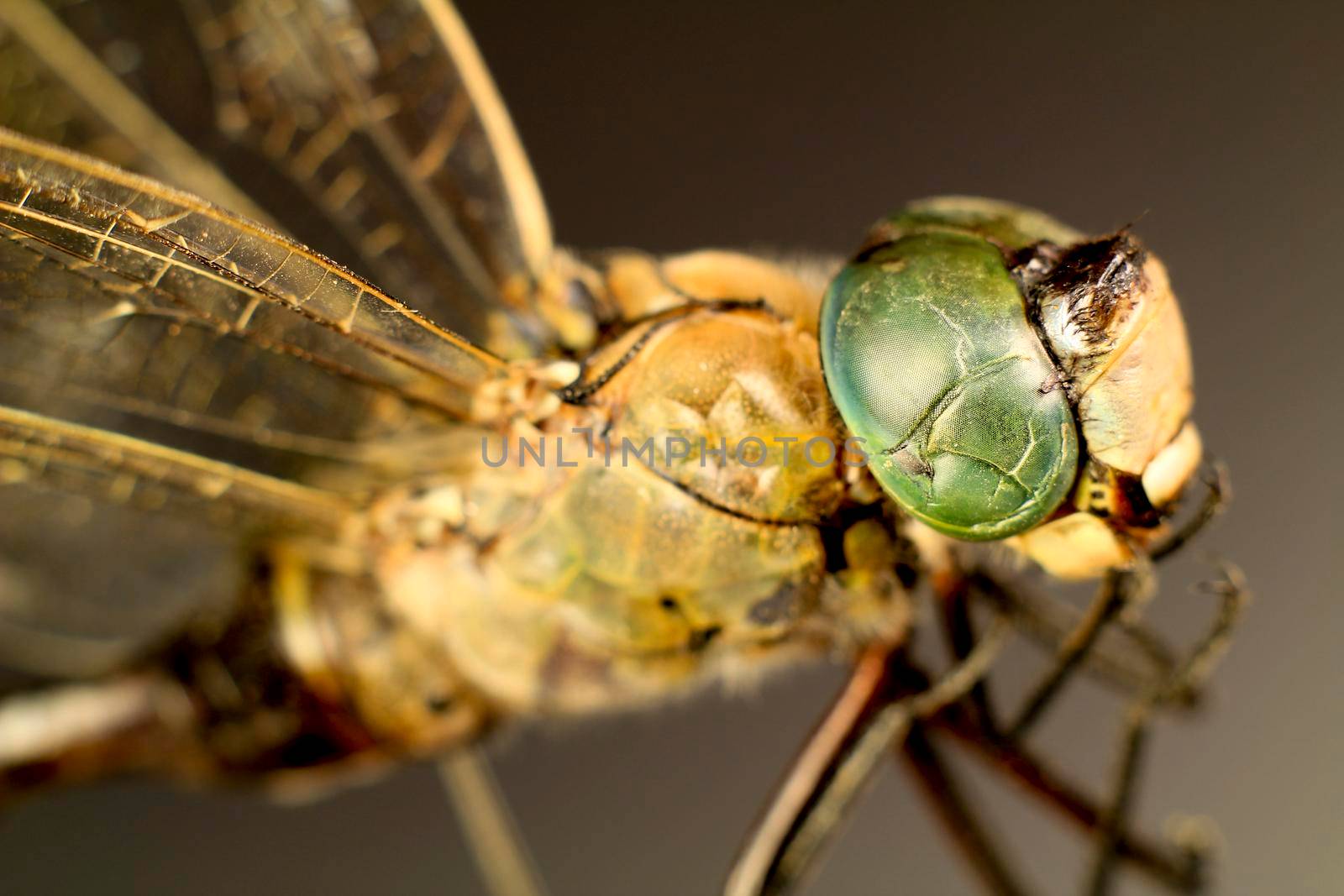 Beautiful Macro photography of Dragonfly on black background
